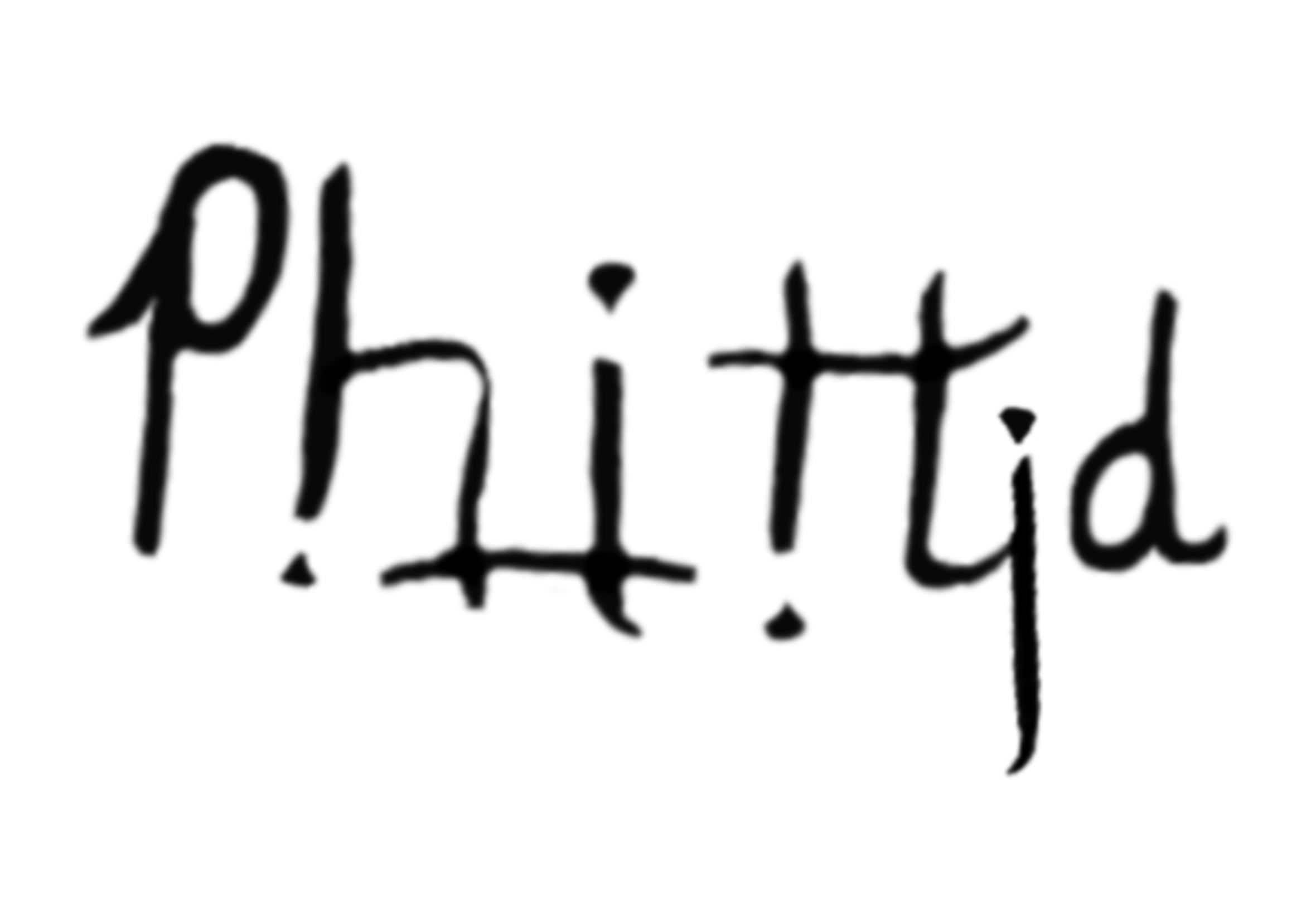Phittid